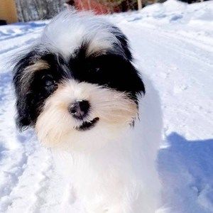 Meet your Posher, Diane